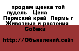 продам щенка той-пудель › Цена ­ 10 000 - Пермский край, Пермь г. Животные и растения » Собаки   